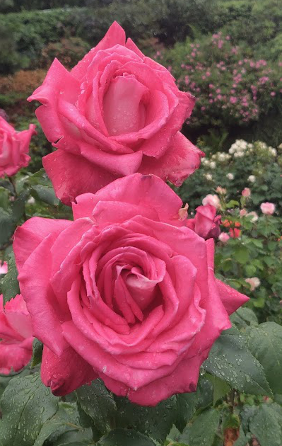 Roses from the International Test garden In Portland 